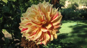 A gorgeous dahlia