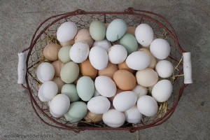 vitamin-d3-eggs.jpg.w300h200